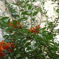 Buisson ardent(Pyracantha) comme des perles de