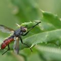 Cylindromyia bicolor