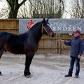 Présentation d'étalons Cob normand au Haras de la vendée