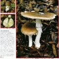 コテングタケモドキ Amanita pseudoporphyria