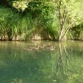 Canal de l'Ourcq - faune & flore