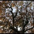 l'Automne dans les Landes 15-12-2011