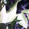Acer buergeranium - Erable de Buerger