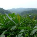 Entre lac et montagnes à Hangzhou