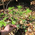 Jeunes pousses plantées