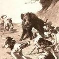 Charge du sanglier : quelques conseils d'anciens...