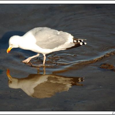 MIROIR , MON BEAU MIROIR ....