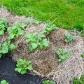 Pommes de terre sous carton, paillis et compost