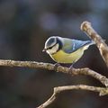 Mésange bleue (1)