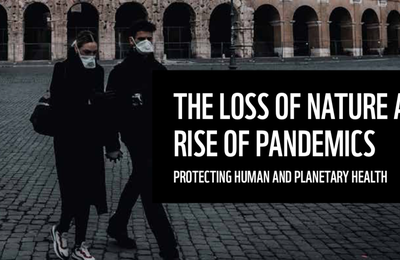 Covid-19 et protection de la nature - les coûts économiques de la destruction des écosystèmes - destruction of ecosystems 