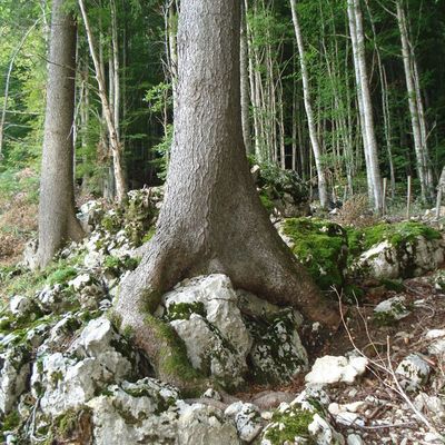 Racines et roches