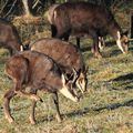 un autre groupe de chamois que celui d'hier