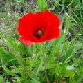 Une signature pour l'Appel des coquelicots