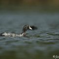 Foulque macroule - fulica atra