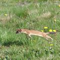 Le beau mois de mai en Aubrac (2ème partie)