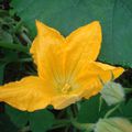 Une fleur de courge spaghetti sous serre