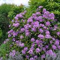 Les rhododendrons égayent nos jardins au printemps