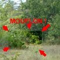 ESPARRON DE PALLIERES - PREMIER PARTIE : LES FAUCONS
