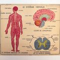 1 affiche scolaire rossignol "le système nerveux / le système musculaire"