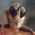 Dans les yeux de la mouche (Asilus crabroniformis)