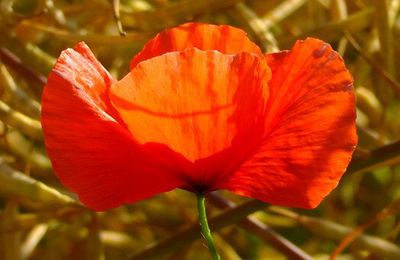 Premier rendez-vous "Nous voulons des coquelicots" 38