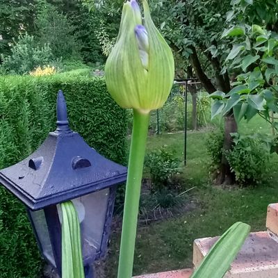 Bleu au jardin ... 💙