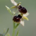 A la découverte des orchidées de la Drôme : l'Ophrys x pulchra