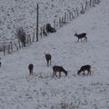 Biches et cerfs dans la neige