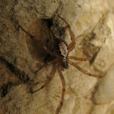 Steatoda nobilis mâle