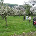 Les vergers en fleurs à Cul-des-Sarts