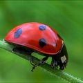 Papa coccinelle