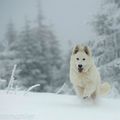 Les dernières photos de Vincent Munier