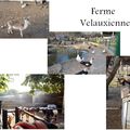 Ferme pédagogique Velauxienne