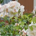 Entretien en fin de printemps et en été des rosiers