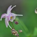 L'Epimedium 'Akebono'