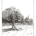 From my sketchbook: the olive tree, study for a print