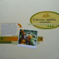 Citrus mitis