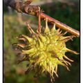 Le liquidambar styraciflua , hamamélidacées