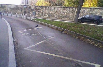 Photos de corbeaux à Sèvres