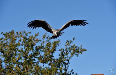 Les rapaces au Puy du Fou.*