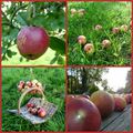 Récolte des pommes rime avec goûter pour les touristes