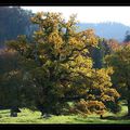 Le plus vieux chêne pédonculé d'Europe... 