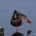 Carnard glacé, canard vautré