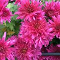 Tout sur les Chrysanthèmes ou Marguerites d'automne