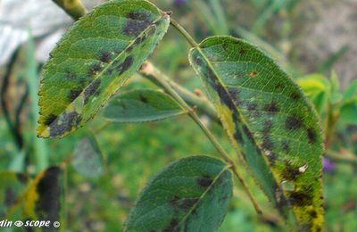 Que faire contre les taches noires sur les feuilles des rosiers