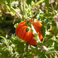 Dans le jardin potager