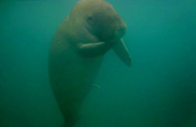 plongée avec le dugong