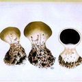 191-194 ファ－ブルのきのこ Champignons de J.-H. Fabre