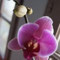 Miracle... Mes orchidées refleurissent !