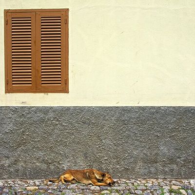 Who let the dog out ?